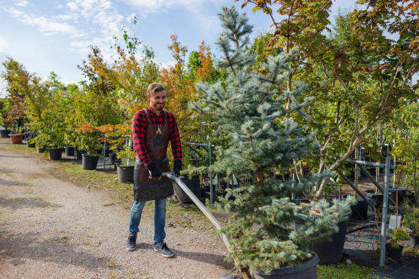 Best Large Tree Removal  in Garden Ridge, TX